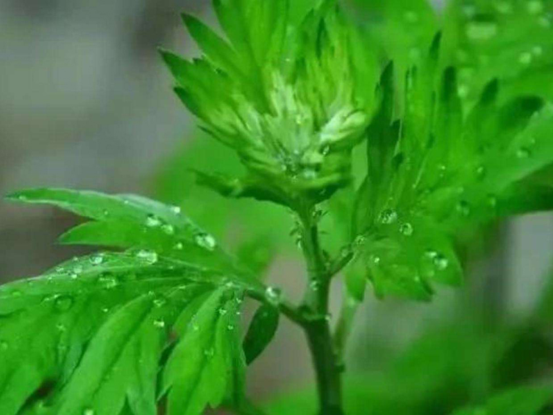 香囊巧妙地将中药用于保健